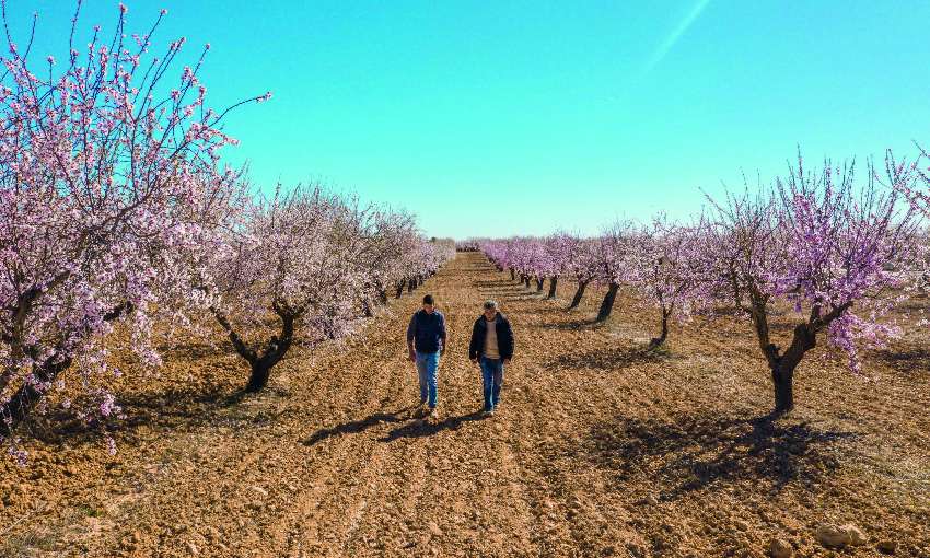 Almond fields